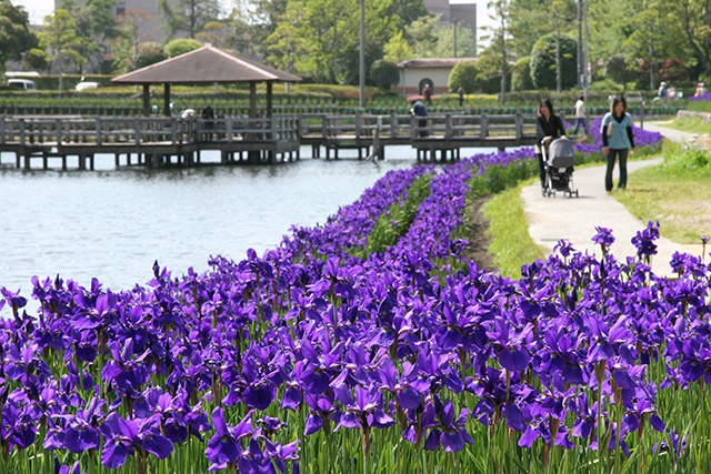 神奈川 紫陽花(あじさい)】見頃はいつ？名所から穴場までおすすめスポット | 暮らしゆったり