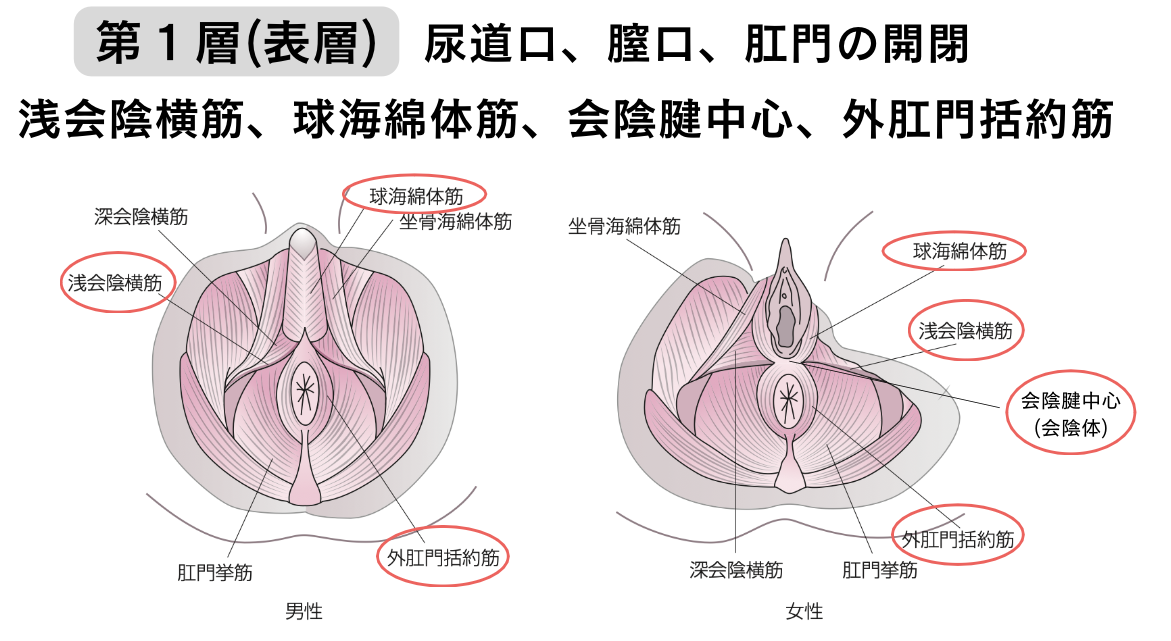 Qoo10] 天然海綿 洗顔用