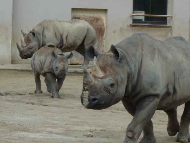 広島旅行その１０ ～広島市安佐動物公園②～ | リスミのいきもの旅行記