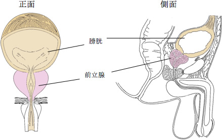 前立腺を刺激するのはアネロスのヘッド部だけとは限らない。アネロスと前立腺の位置の関係 | アネドラ