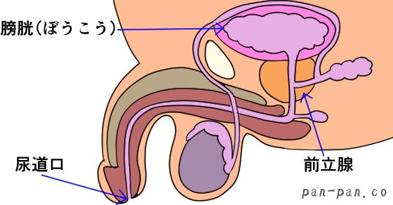 潮吹きのやり方を漫画で解説！気持ちいいセックスのコツ