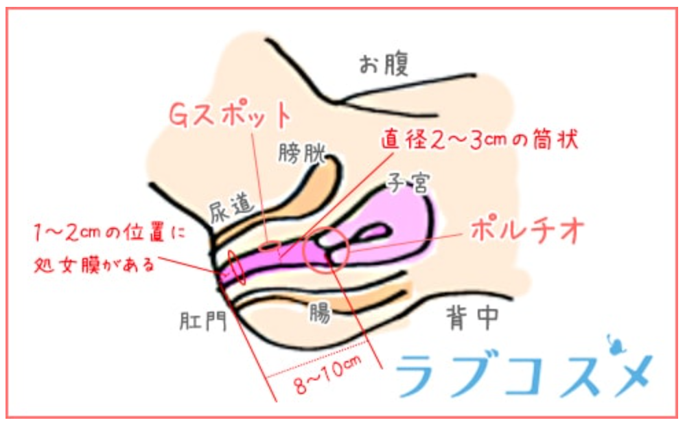 外国人と日本人の性器に違いはある？ - 夜の保健室