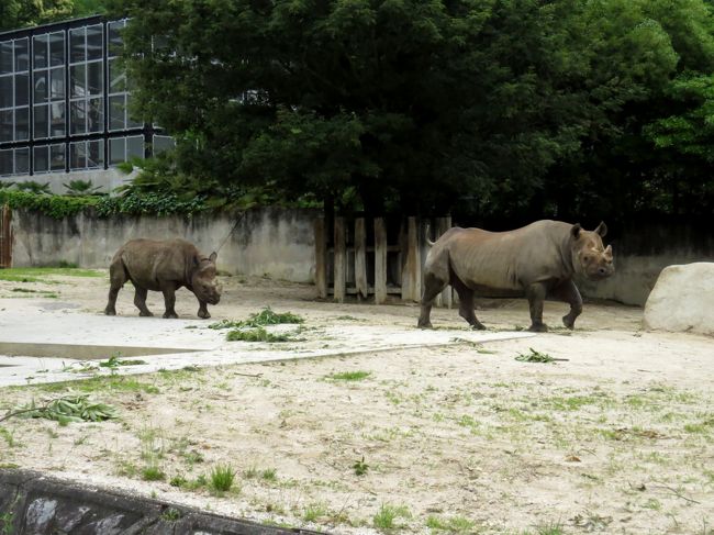 広島市安佐北区】安佐動物公園でナイトサファリが2024年8月10日からスタート（さおママ） - エキスパート -