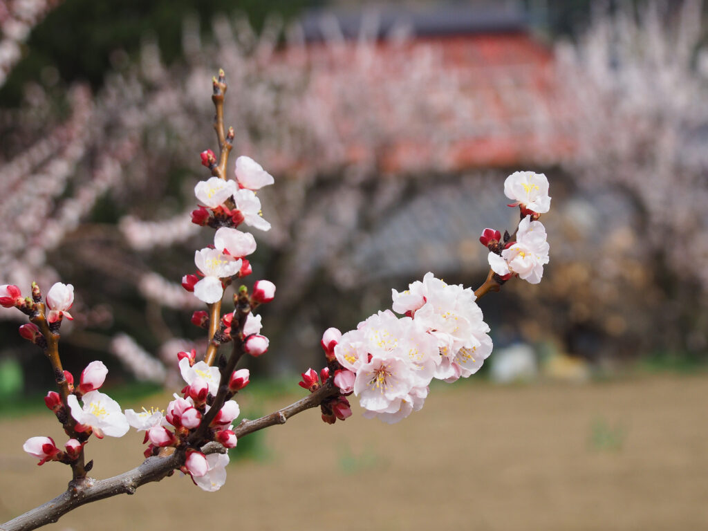 千曲市 あんずの里】2022年あんずの開花予想・見頃予想！あんずまつりは開催予定！ |