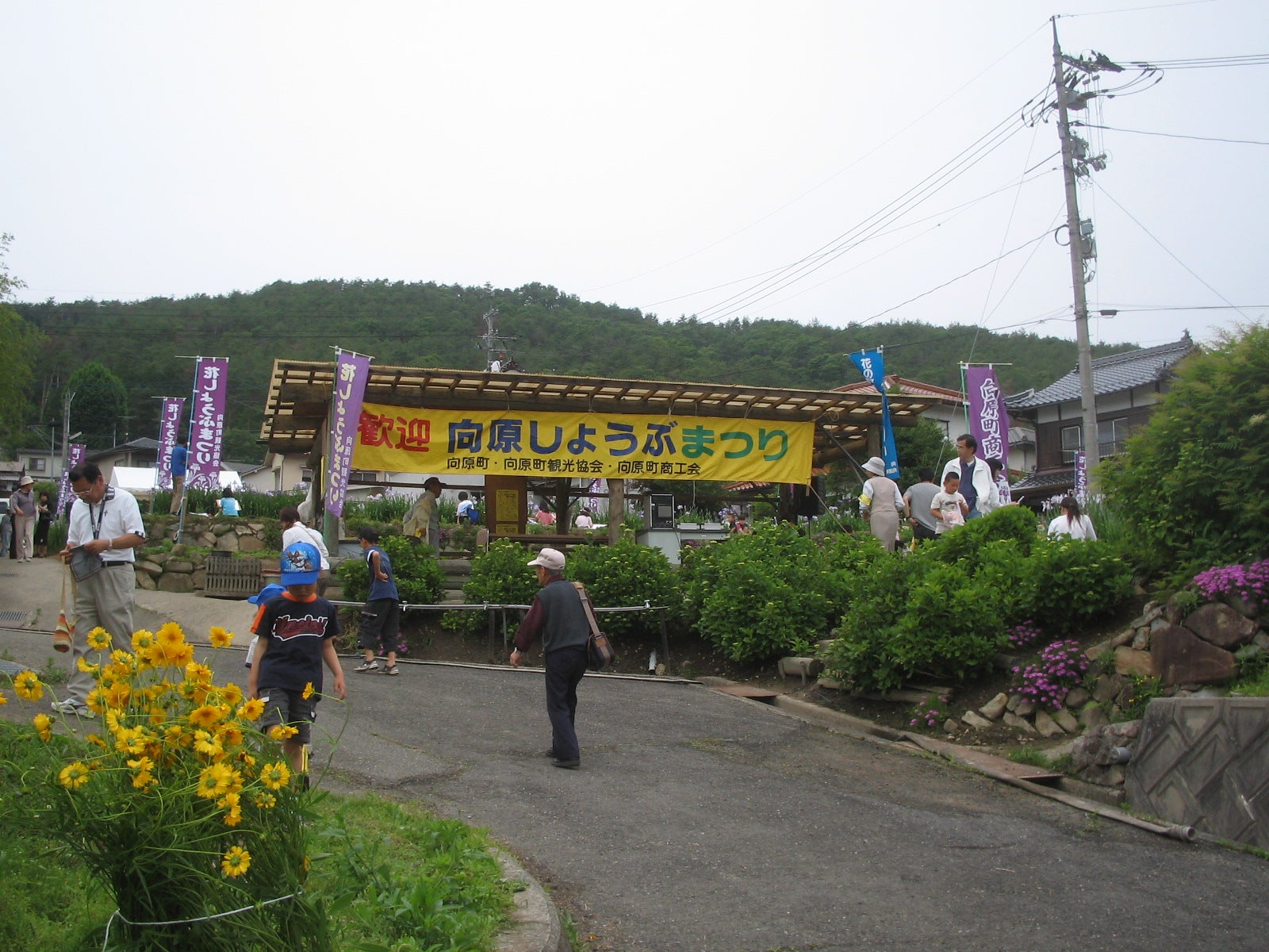 Solitary Journey ［1601］ あでやかな和の花'花菖蒲'＜大花田植え見物へ行く途中に立ち寄った向原花ショウブ園＞広島県安芸高田市』三次(広島県)の旅行記・ブログ