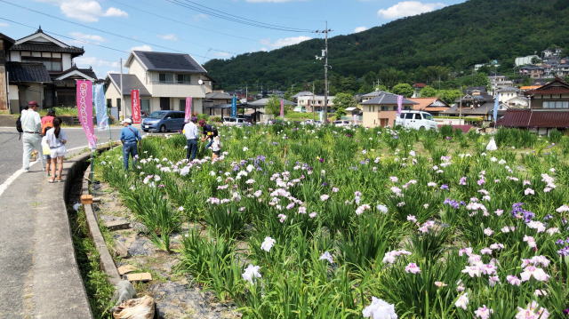 向原花しょうぶ園、安芸高田市の「町の花」90種が鮮やかに