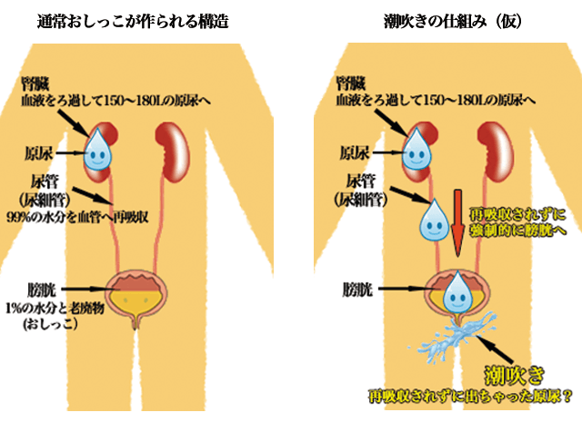 責め好き女性におすすめ【男の潮吹き】させるテクニックを教えます！ | シンデレラグループ公式サイト