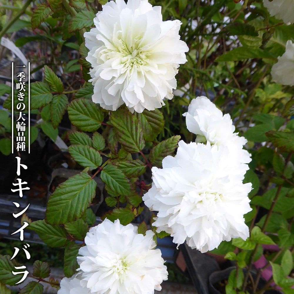 有限会社薔薇園植物場