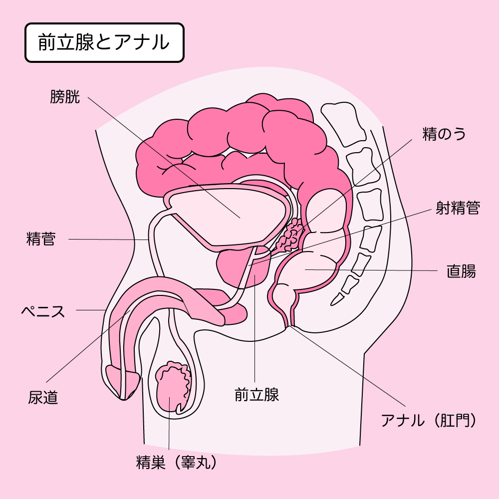 開発済みアナラーみやさんの乳首開発と会陰オナニーのツイートはドライオーガズムの感覚掴むには有りです！の巻 : †