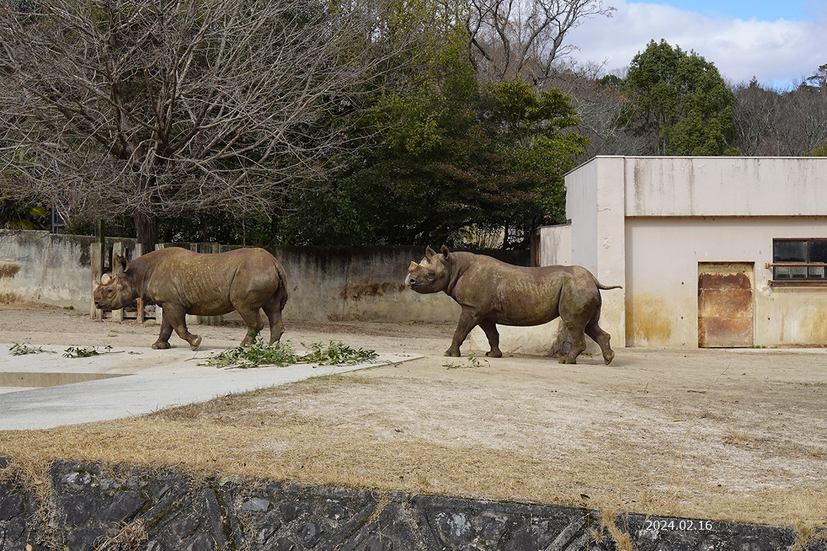 初夏のレッサーパンダ紀行【５】広島市安佐動物公園  気になるのは友友ちゃんの馴致とキクちゃんのお腹様子、そして、自然体の麻麻さんに心惹かれました！！』安佐(広島県)の旅行記・ブログ by 