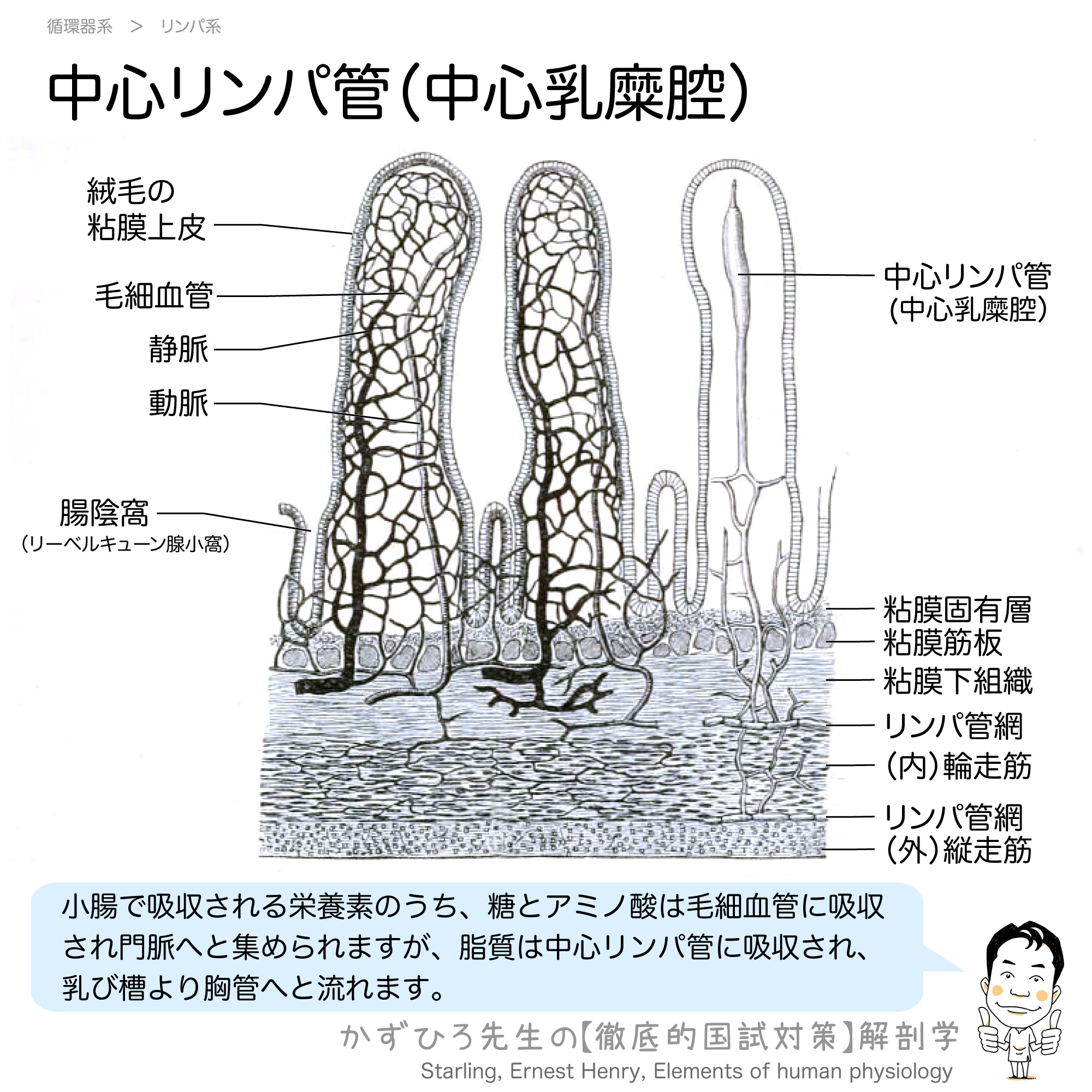 イラスト「胸とどＳとツンデレと」