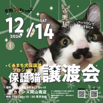 岡山で行われる猫の譲渡会