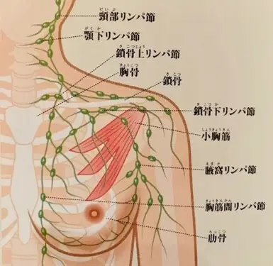 今日から即実行！女性が思わず感じてしまう「おっぱいの揉み方」-谷九のホテヘル・デリヘルなら激安風俗【バカンス学園谷九校】