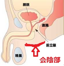 スタッフブログ：前立腺のメスイキを簡単に！ | アネロスジャパン |