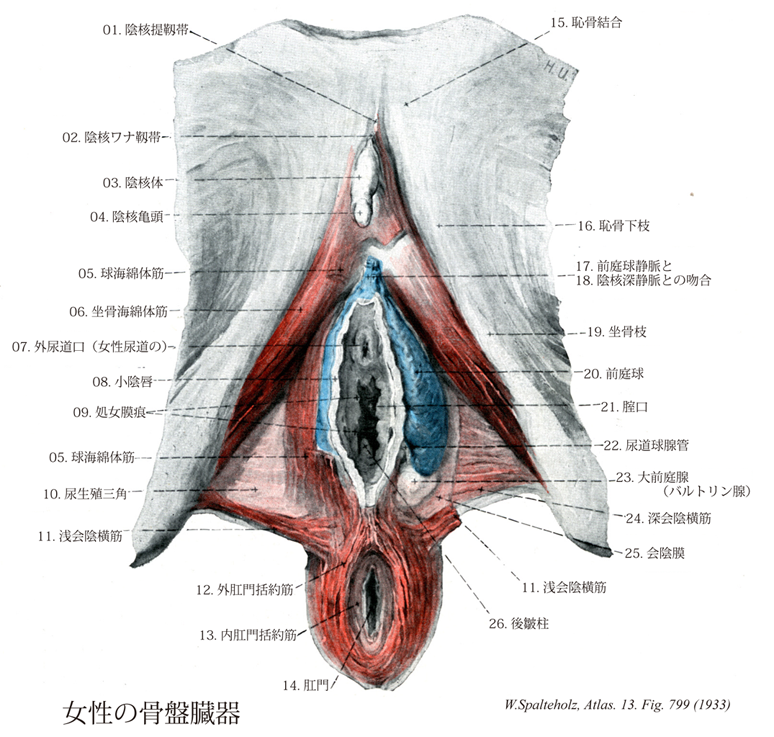 Bepp dry 海綿に代わる新素材