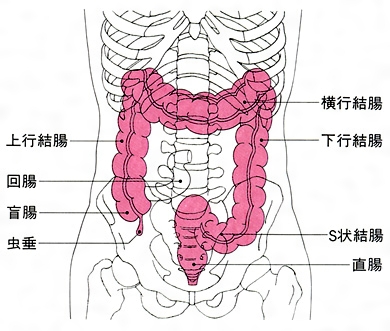 結腸責めはいいぞ | お題ガチャ |