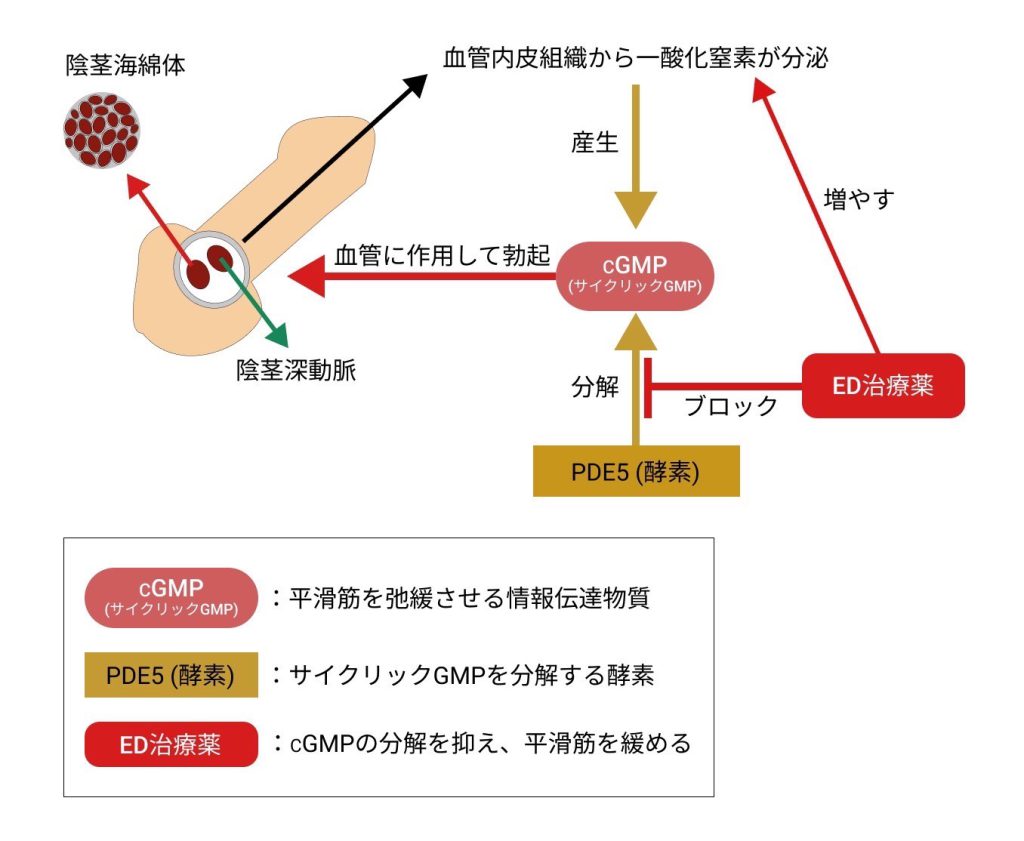 全22種類】勃起力アップするツボ総まとめ！写真付きで刺激方法を徹底解説 | ザヘルプM