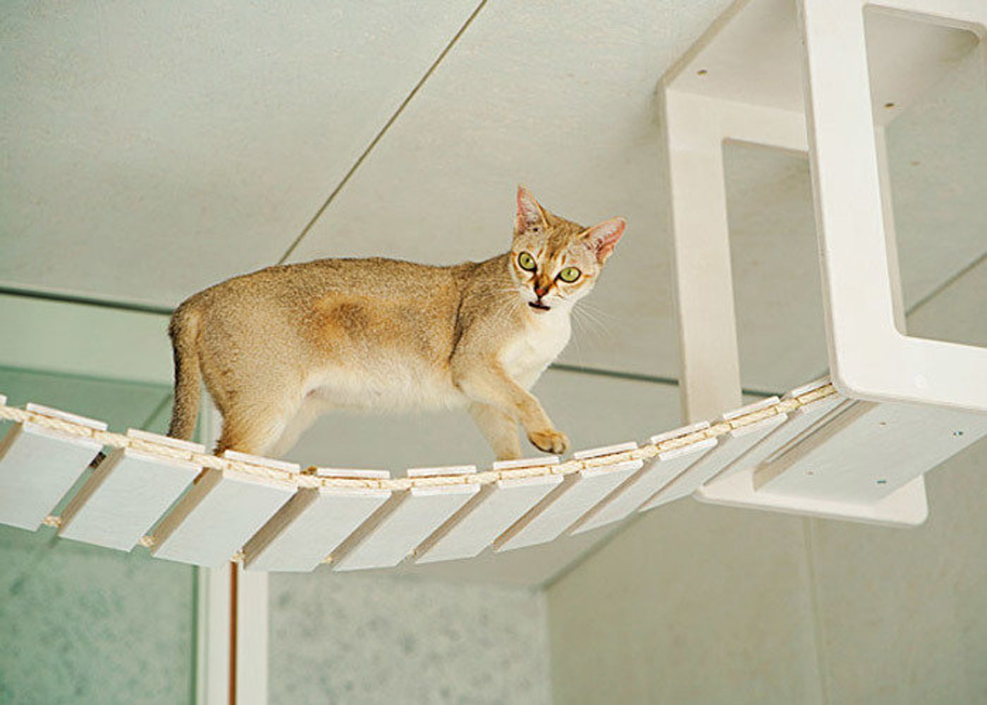 あなたのお名前お書きします！】那須・長楽寺の招きねこ【発送までにお時間頂きます】 - 那須の長楽寺