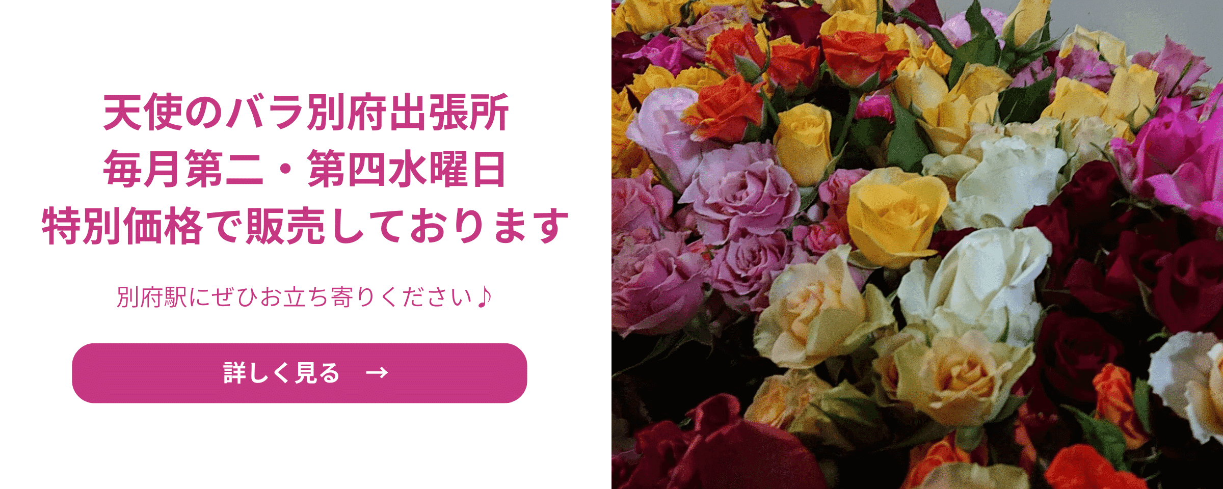 バラ（F＆Gローズ）：さくらいろ大苗6号鉢植え の通販 | 園芸ネット