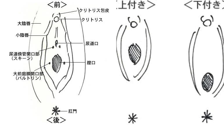 対面座位 (たいめんざい)とは【ピクシブ百科事典】