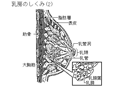 玄米・ぶつき米・白米・無洗米ってなぁに？-お米の精米方法と栄養のまめ知識- | 【公式】お米ギフト、贈り物やお祝いならKOMEKUUTO