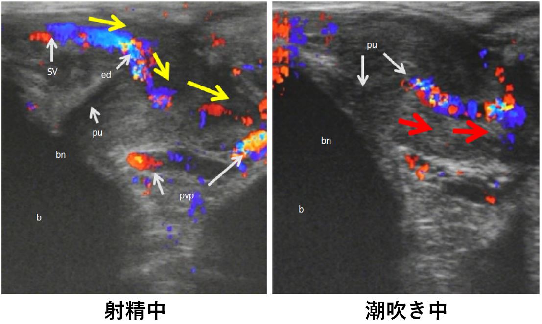 成功事例から学ぶ】男の潮吹きのやり方やコツとは？体験談をもとに解説｜駅ちか！風俗雑記帳