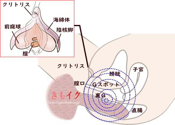 作品「人妻アナル調教 S字結腸で鬼イキしまくり肛門不倫にハマるNTR妻8時間」の画像16枚 -