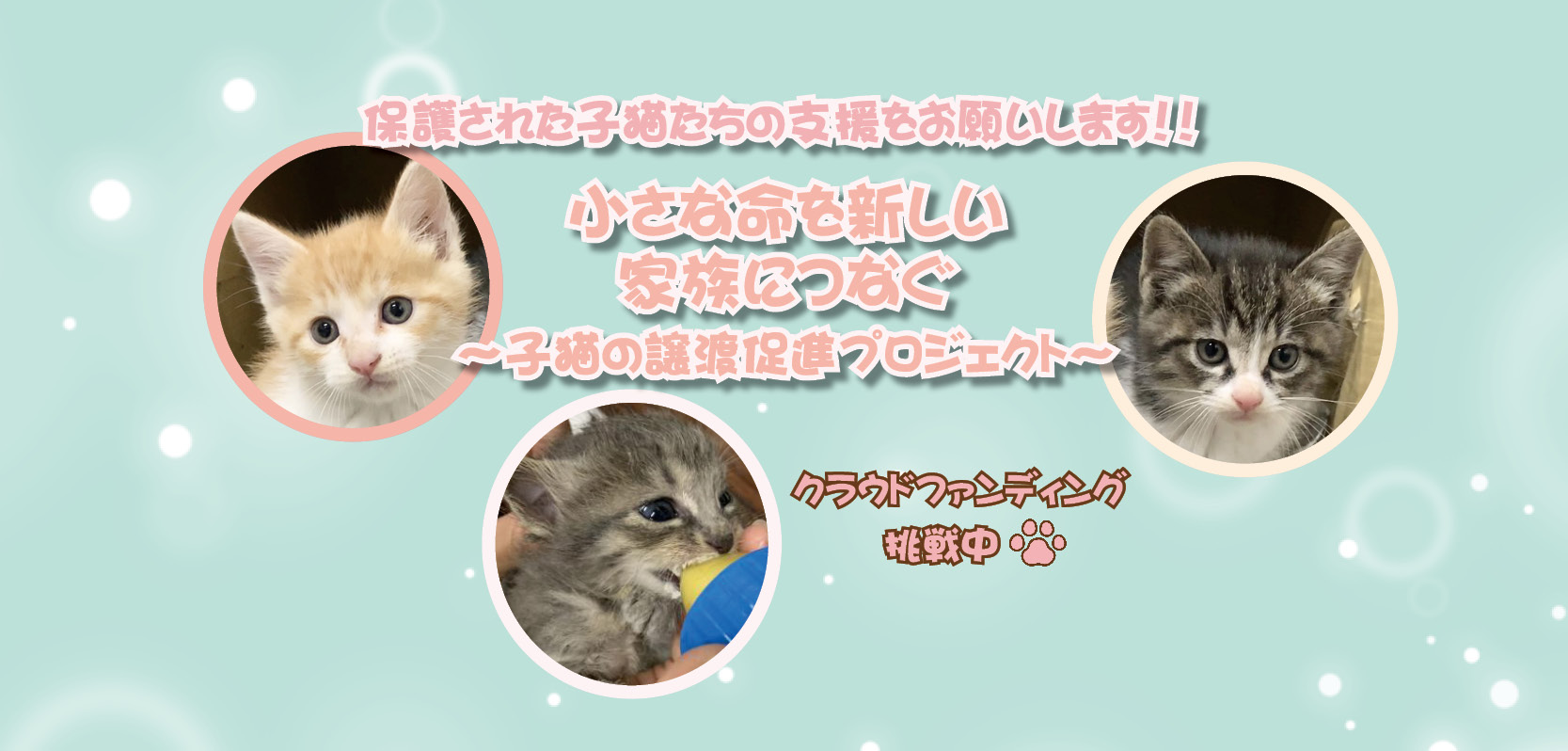 飼い主のために洗濯を覚えたヤンデレ飼い猫ちゃん (3/4) |