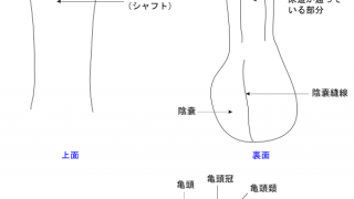 下向きになった男性器（ペニス）を上反りにする治療症例 | 症例写真・体験談｜包茎・ED治療など男性形成なら銀座みゆき通り美容外科 東京銀座・大阪梅田