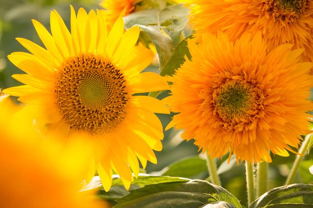 恒例ひまわりフェスティバル開催、栃木県野木町 写真7枚 国際ニュース：AFPBB News