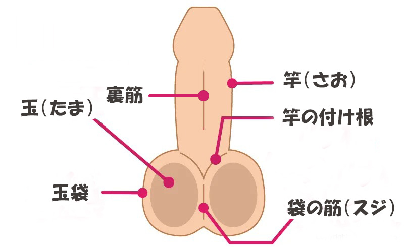 玉舐めギャル｜玉舐め的なコンセプトやフェラチオ的な面は一旦忘れてみるとして : オナホ動画.com | オナホールをＨＤ動画で毎日レビュー！