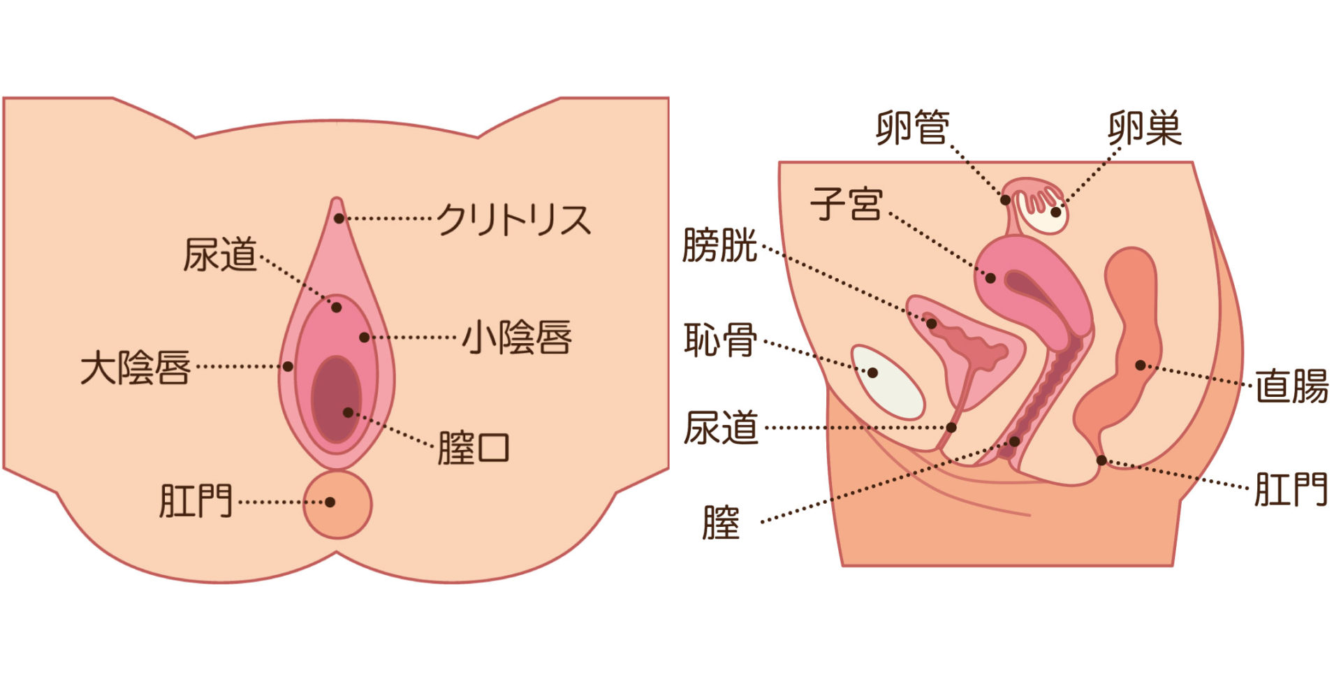 クリトリスにも勃起や包茎がある？ 仕組みやチェック方法を解説 ｜