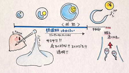 琉球大学、純粋系アグー豚のブランド販売へ 精子の凍結法を確立 | 沖縄タイムス＋プラス