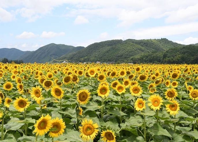 太陽生命ひまわり日本橋ビル（日本橋、京橋）の賃貸オフィス空室情報