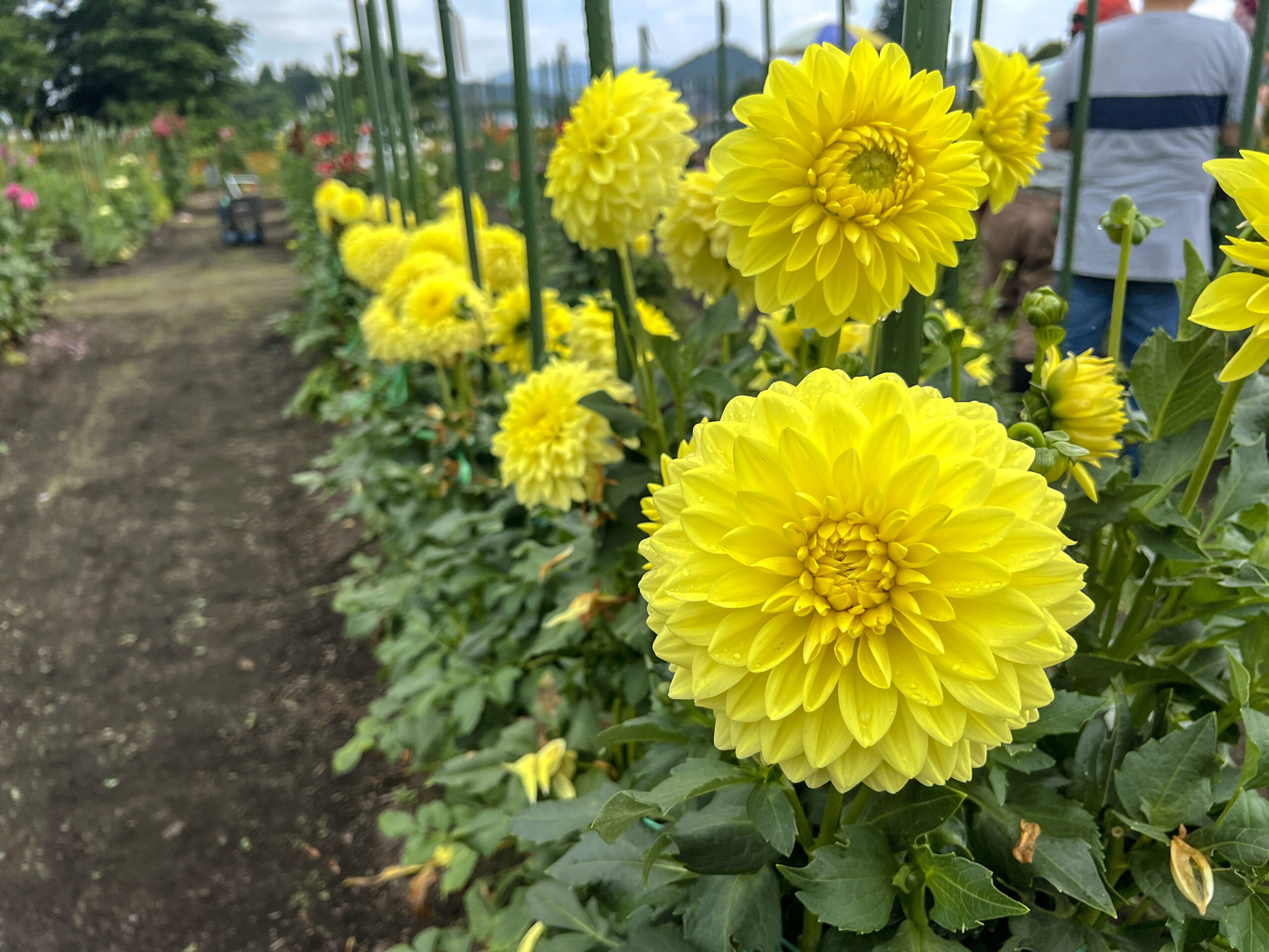 町田ダリア園（公式ホームページ）