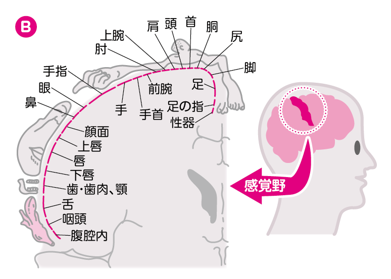 くすぐったい……!? 男性に触れられると心地いいところ・6選｜「マイナビウーマン」