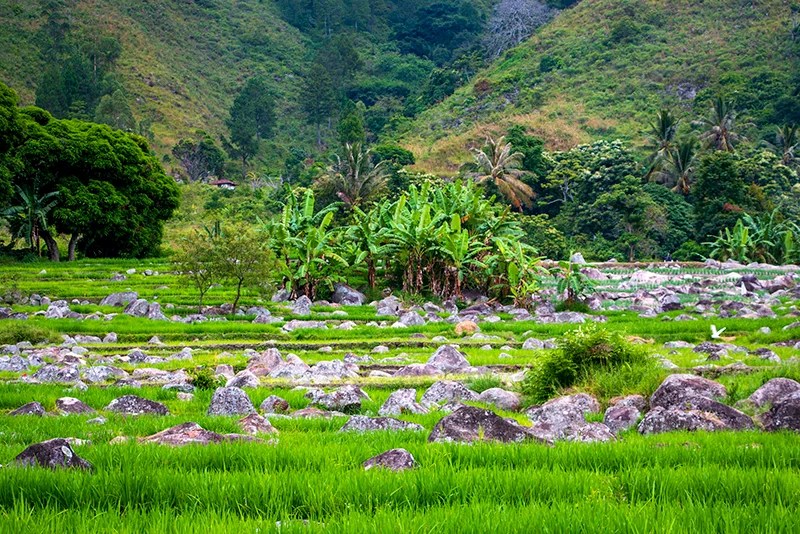 RHUM BAKARA GRENADYA