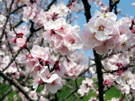 あんずの花の開花状況（あんずの里）