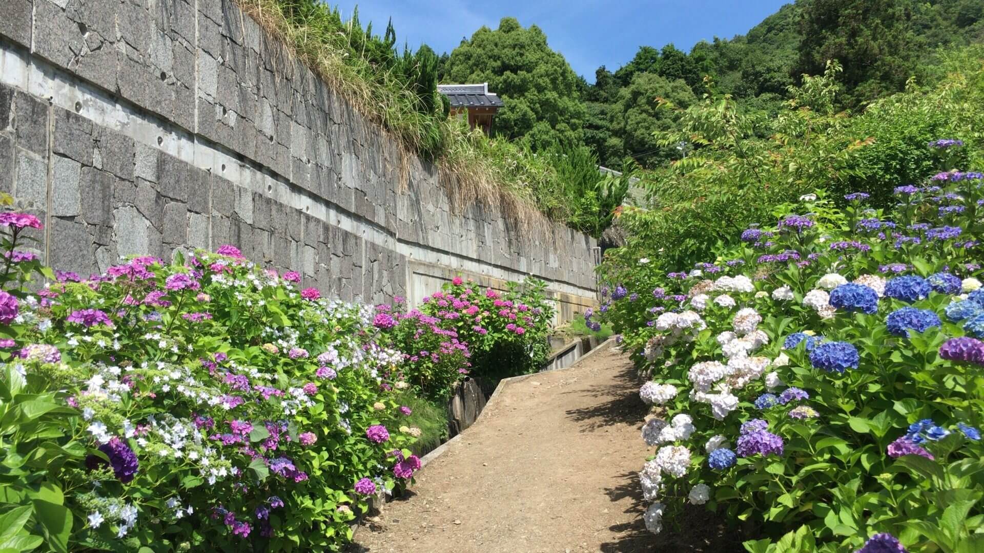 ジェイアール西日本デイリーサービスネット】京都与謝野産ホップを使用した山伏山保存会公認のオリジナルクラフトビール「山伏山麦酒(やまぶしやまばくしゅ)」を京都祇園祭にて数量限定発売！  | 西日本旅客鉄道株式会社のプレスリリース