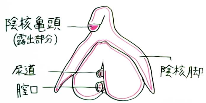 チンコみたいなクリトリスがコチラ…（※エロ画像あり） | エロ画像 PinkLine