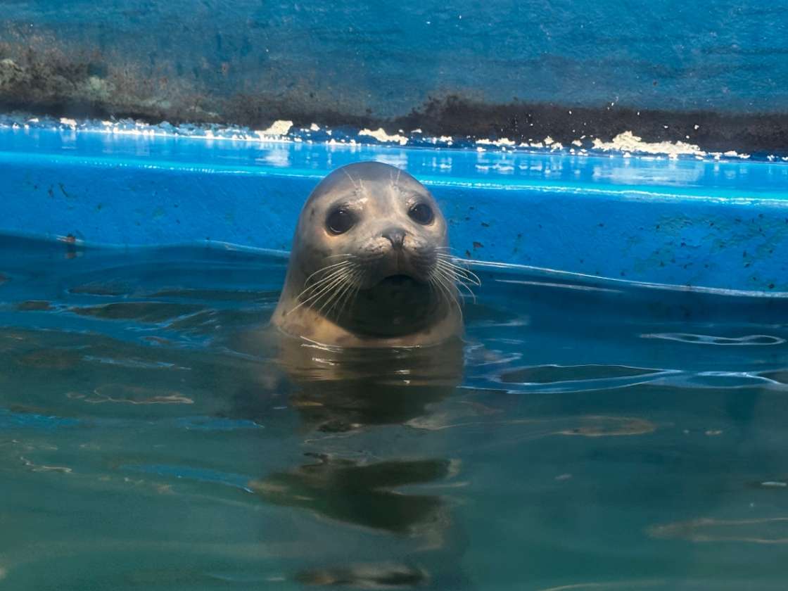 お知らせ | 新さっぽろサンピアザ水族館