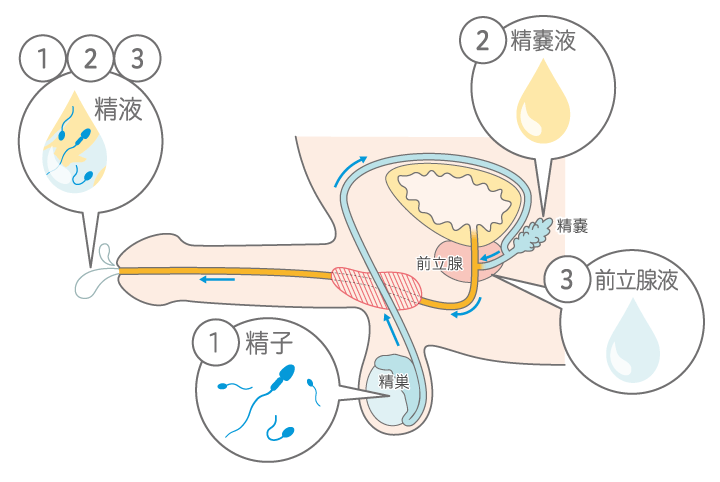 性教育】【夢精】精液で汚れたパンツを発見。息子の夢精をどう対処する？ – READY BOX