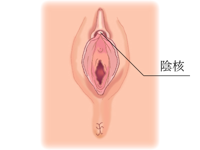 女性器の形や構造・役割について｜婦人科形成の施術・後悔しない注意点を紹介 | 銀座マイアミ美容外科