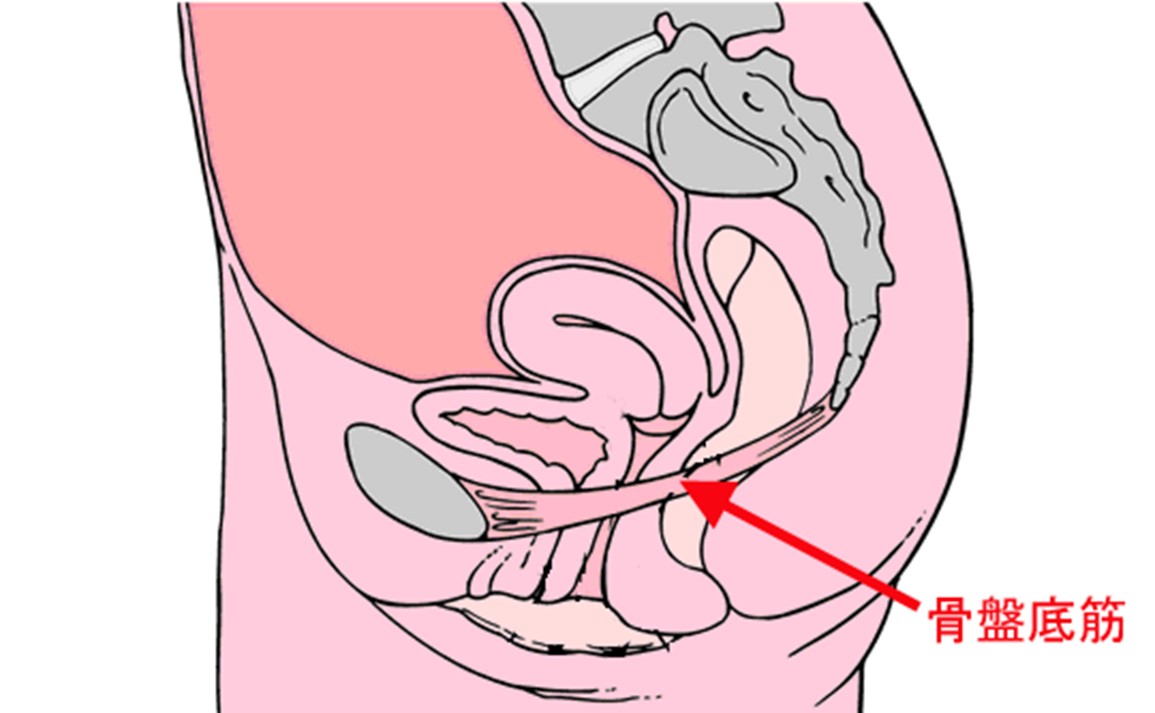 膣の緩いことによる症状と膣の締まりを良くする対策 - 美容外科｜船橋中央クリニック&青山セレスクリニック