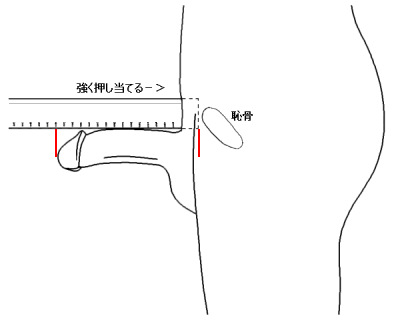 正しく知ろう】男性のサイズ。｜Sexual Lifehack