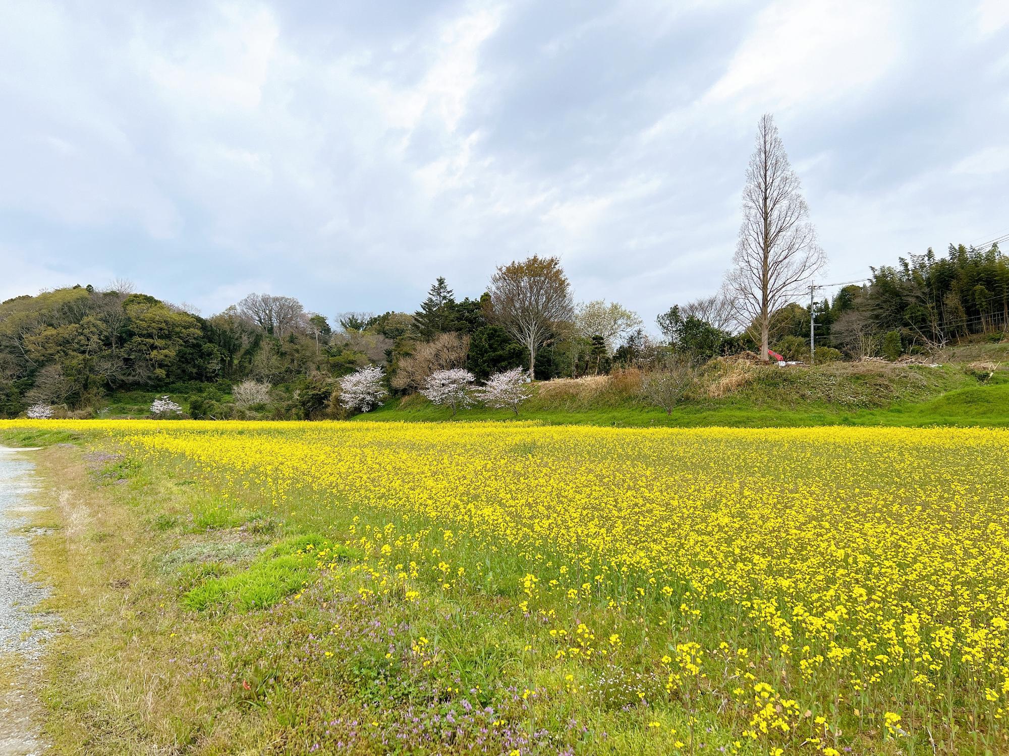 千曲市 あんずの里】2024年あんずの開花・見頃はいつ？第69回あんずまつりは4月12日まで開催！ | 長野大好き☆yuuの～信州おでかけブログ