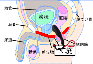 40代女性のセックスのあとの頭痛や膣の過敏さを生じるオーガズム後症候群（POID)とは【産婦人科監修】 -  臨床心理士・パーソナルトレーナーの小中学生復学支援・小学生・中学生家庭教育支援・