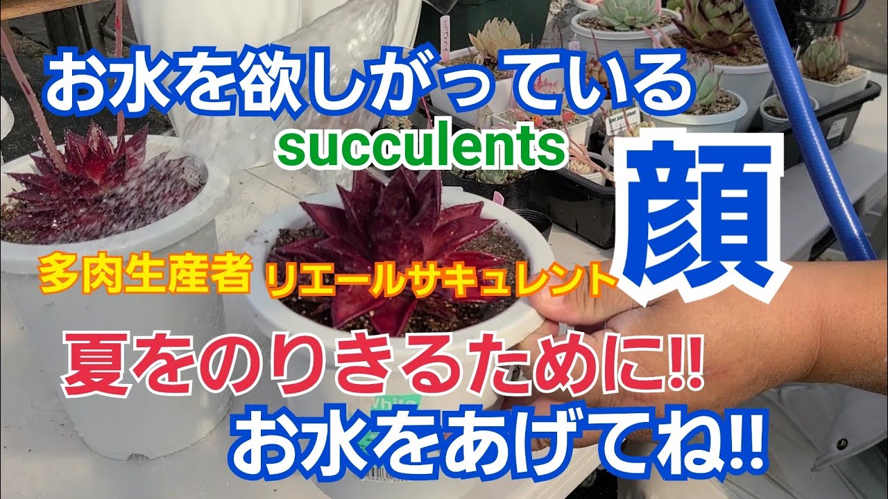 毛穴引き締め 高級化粧水 保湿 乾燥対策 スキンケア