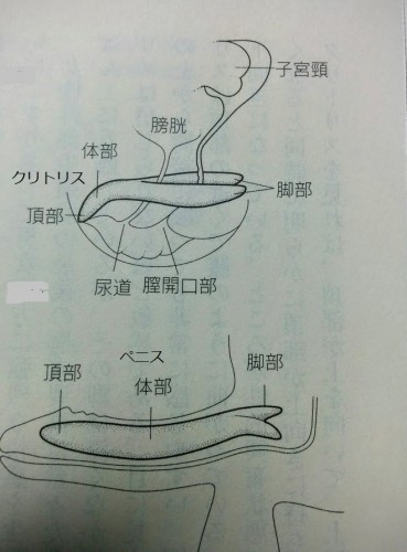 グロ注意】クリトリスがチンコみたいに勃起してる厳選画像 20枚 :