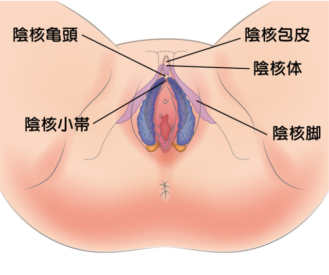 性知識イミダス：女性の生殖器を知ろう②外性器 | 連載コラム |